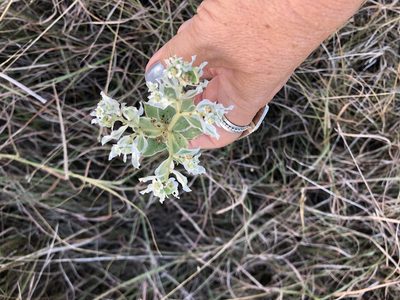 Euphorbia marginata, photographed by Sue Ann Kendall