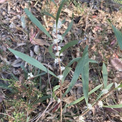 Hakea dactyloides, photographed by prossington