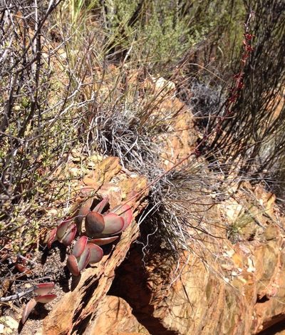 Adromischus sphenophyllus, photographed by Dave U