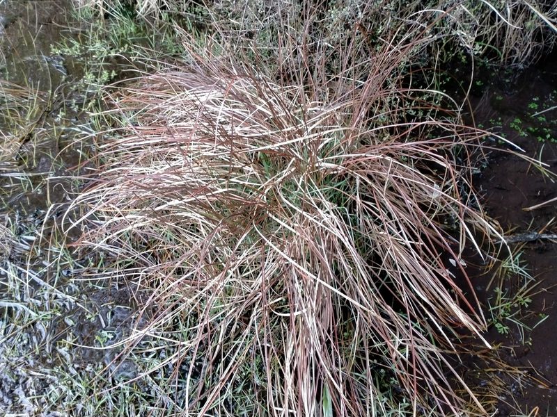 Carex tenuiculmis, photographed by John Barkla