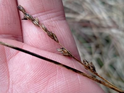Carex tenuiculmis, photographed by John Barkla