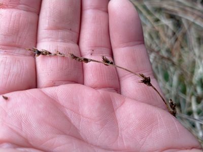 Carex tenuiculmis, photographed by John Barkla