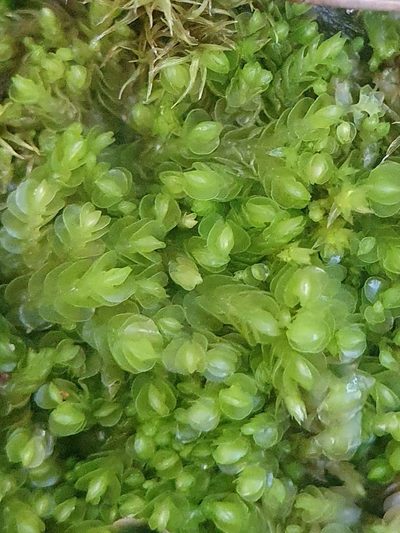 Solenostoma gracillimum, photographed by Jonathan Hughes