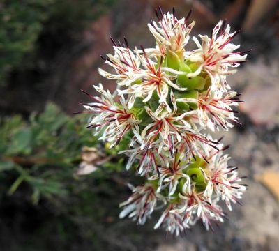 Paranomus roodebergensis, photographed by Di Turner