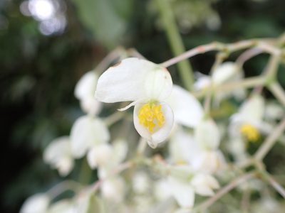 Begonia glabra, photographed by Skjold Søndergaard