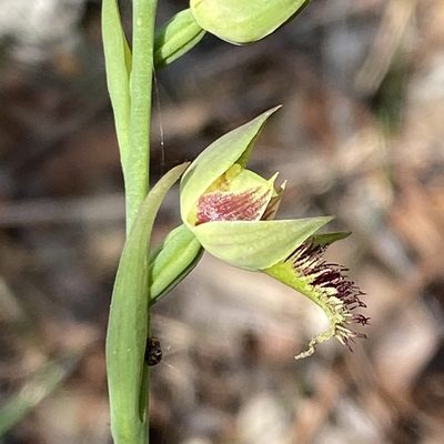 Calochilus campestris, photographed by prossington