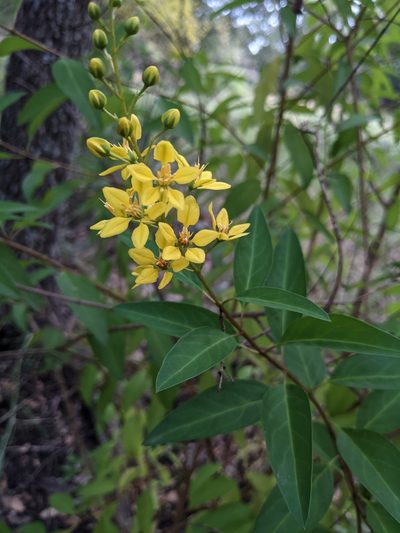 Galphimia gracilis, photographed by mattmsa