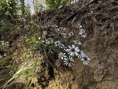 Eurybia radulina, photographed by Dee Shea Himes