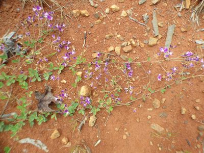 Lespedeza procumbens, photographed by kcthetc1