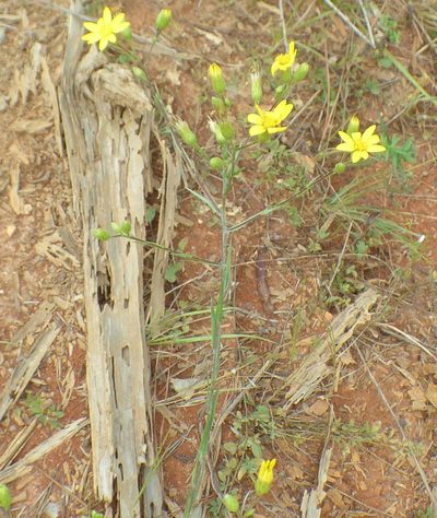 Pityopsis aspera, photographed by kcthetc1