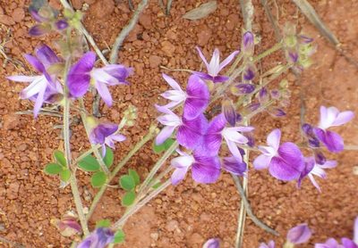 Lespedeza procumbens, photographed by kcthetc1