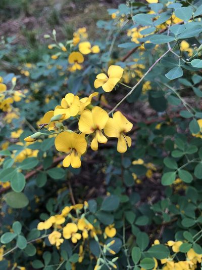 Goodia lotifolia, photographed by Craig Hyland
