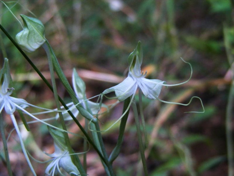 Bonatea pulchella, photographed by Robert Taylor
