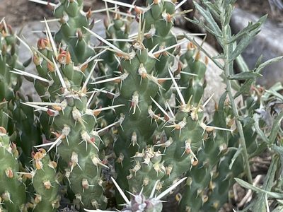 Cylindropuntia whipplei, photographed by Bobby McCabe