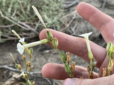 Nicotiana attenuata, photographed by Bobby McCabe