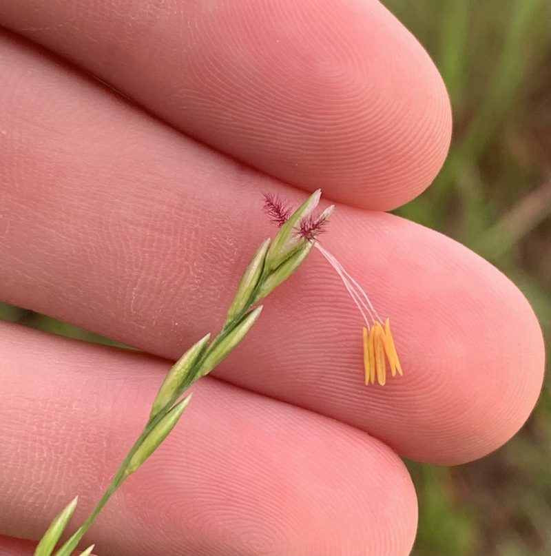Amphicarpum muehlenbergianum, photographed by natalie