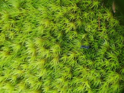 Grimmia ramondii, photographed by Jonathan Hughes