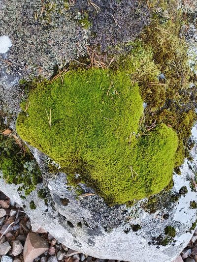 Grimmia ramondii, photographed by Jonathan Hughes