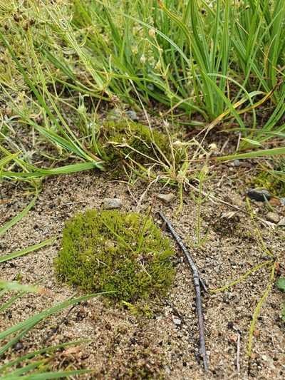 Archidium alternifolium, photographed by Jonathan Hughes