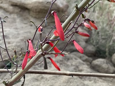 Penstemon barbatus, photographed by Bobby McCabe