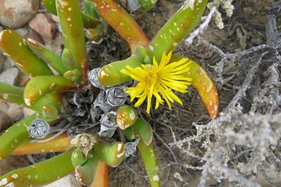 Glottiphyllum regium, photographed by Di Turner