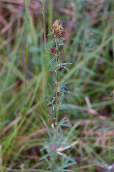 Lespedeza angustifolia, photographed by Bonnie Semmling