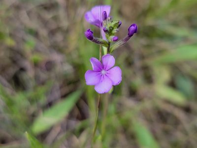 Buchnera americana, photographed by Elias
