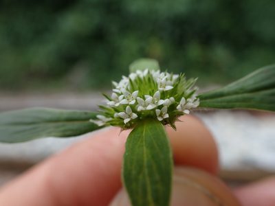 Mitracarpus hirtus, photographed by Skjold Søndergaard
