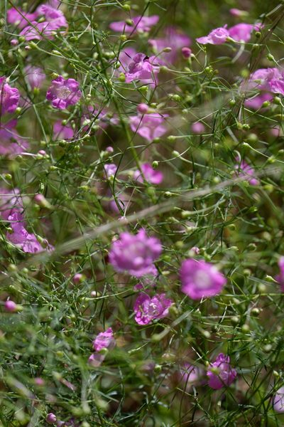 Agalinis setacea, photographed by Bonnie Semmling