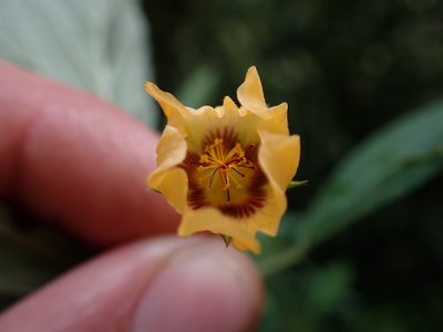Sida poeppigiana, photographed by Skjold Søndergaard