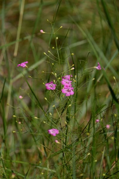 Agalinis setacea, photographed by Bonnie Semmling