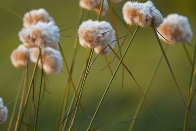 Eriophorum virginicum, photographed by carbenoid