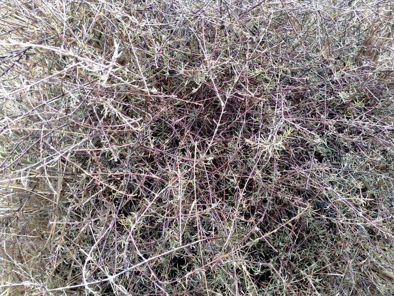 Coprosma elatirioides, photographed by John Barkla