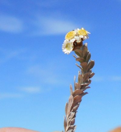 Gnaphalium declinatum, photographed by Di Turner