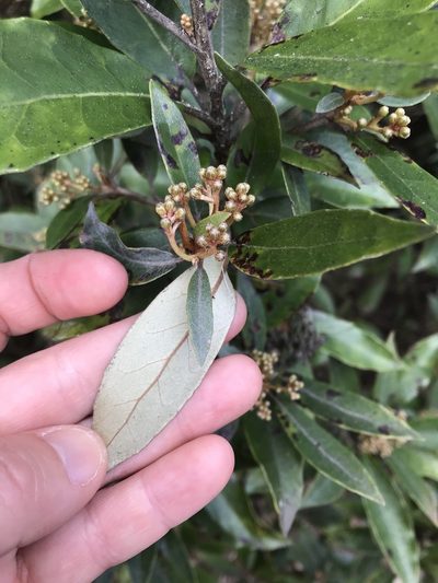 Olearia cheesemanii, photographed by Lisa Bennett