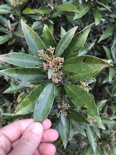 Olearia cheesemanii, photographed by Lisa Bennett