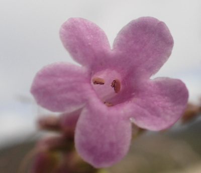 Freylinia undulata, photographed by Nicola van Berkel
