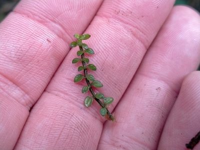 Tetrachondra hamiltonii, photographed by John Barkla