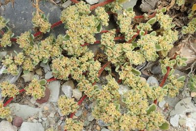 Aizoon papulosum, photographed by Nicola van Berkel