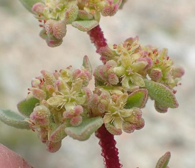Aizoon papulosum, photographed by Nicola van Berkel