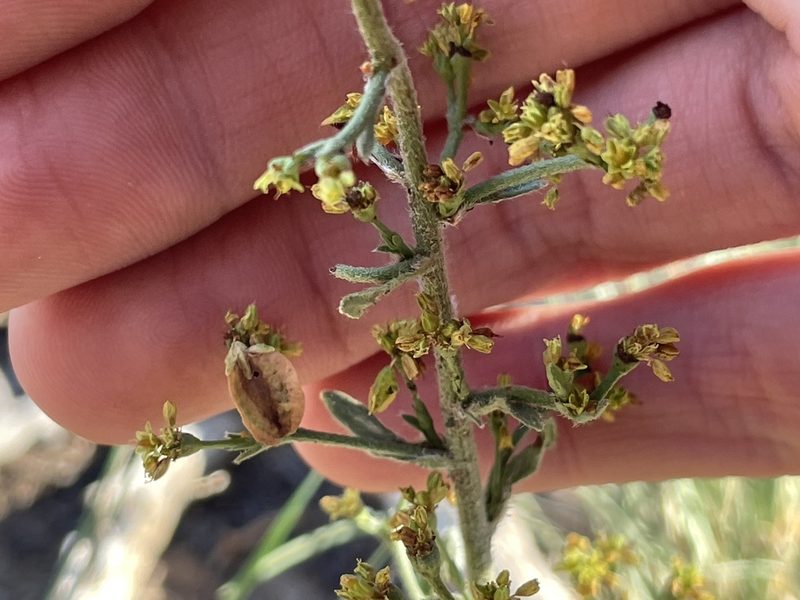 Eriogonum alatum, photographed by Bobby McCabe