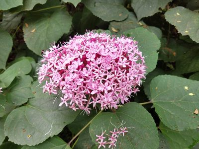 Clerodendrum bungei, photographed by Leila Dasher