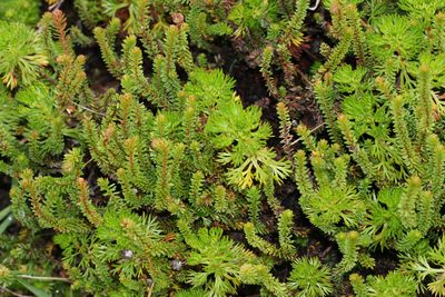 Harrimanella stelleriana, photographed by Andrew Meeds