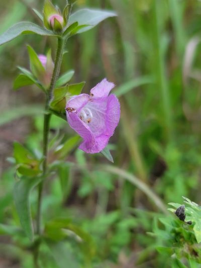 Agalinis auriculata, photographed by Elias
