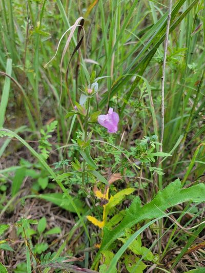 Agalinis auriculata, photographed by Elias