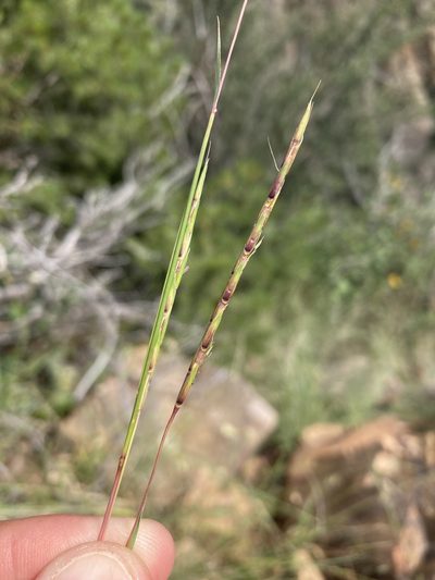 Andropogon cirratus, photographed by Cecelia Alexander