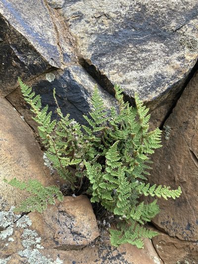 Myriopteris wootonii, photographed by Cecelia Alexander