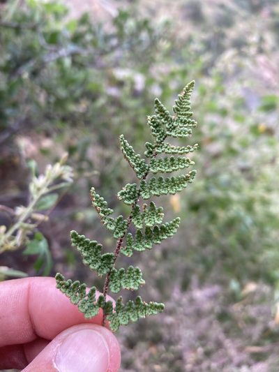 Myriopteris wootonii, photographed by Cecelia Alexander