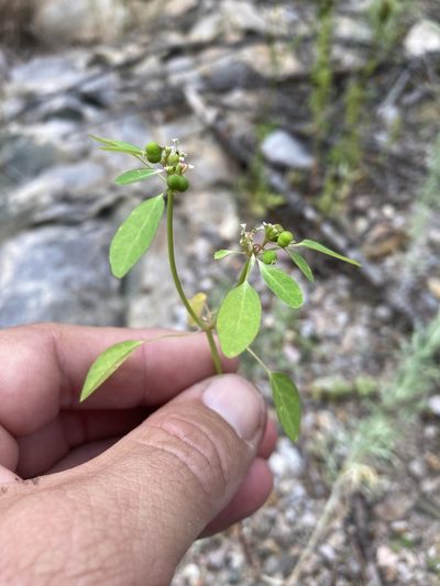 Euphorbia bifurcata, photographed by Cecelia Alexander