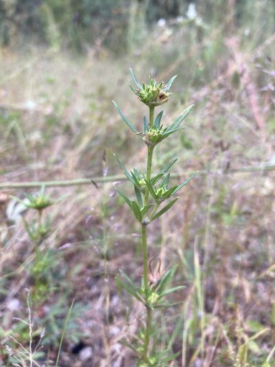 Crusea simplex, photographed by Cecelia Alexander